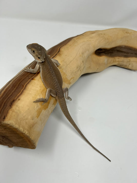 Onyx – Dragon Dex Witblit Juvenile Bearded Dragon