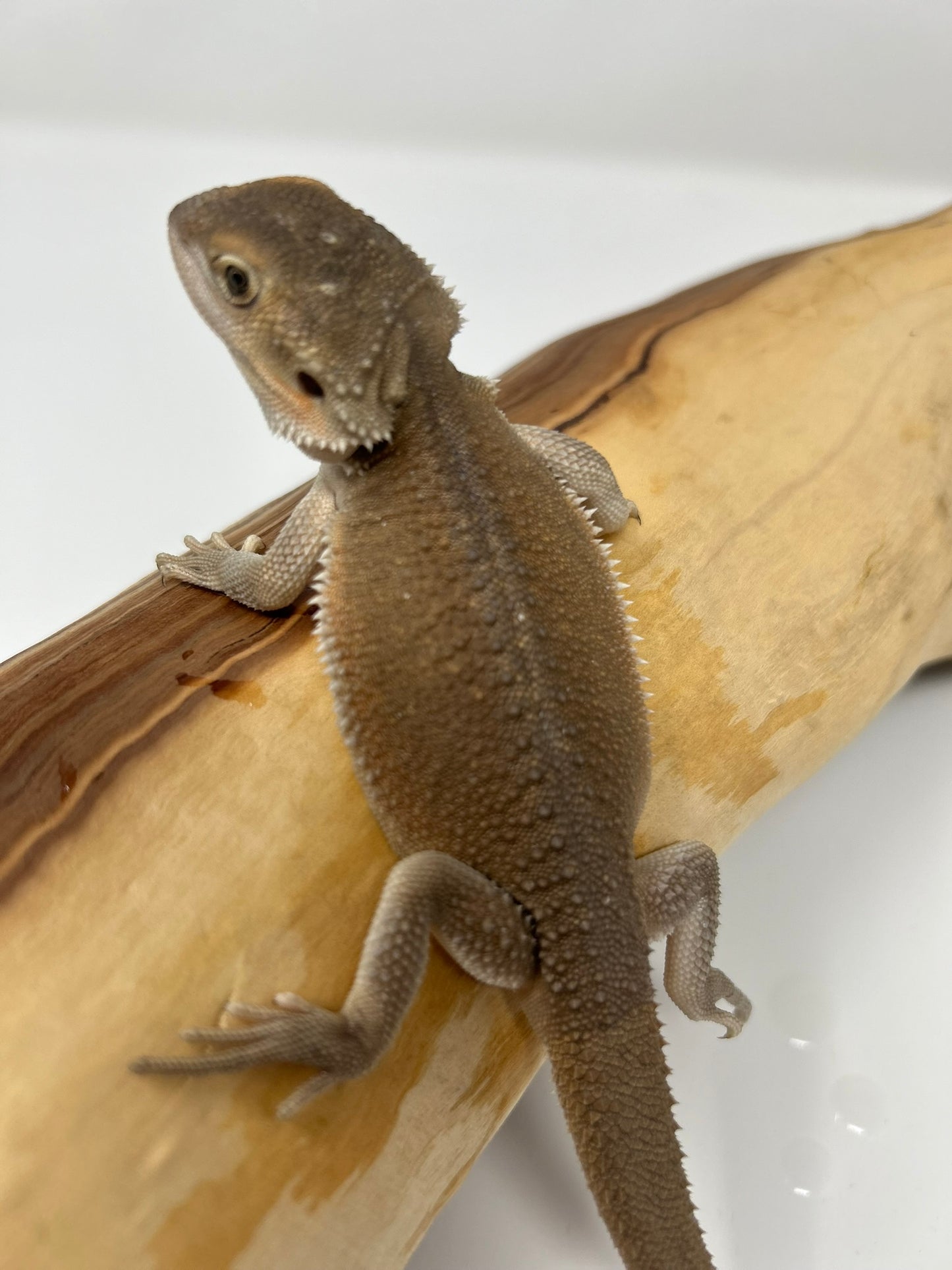 Onyx – Dragon Dex Witblit Juvenile Bearded Dragon