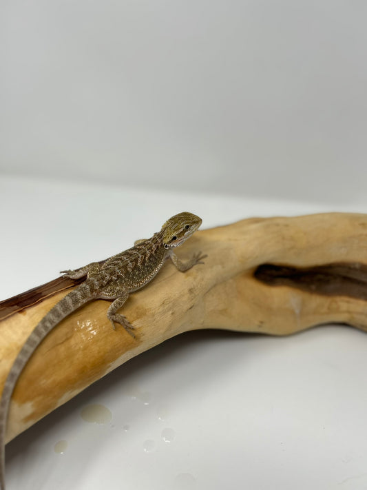 Havi – Dragon Dex Juvenile Bearded Dragon | Khy's Dragon Den