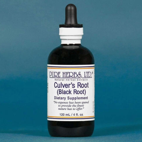 CULVER’S ROOT (BLACKROOT) | Herbal Support for Liver, Gallbladder & Digestive Balance |