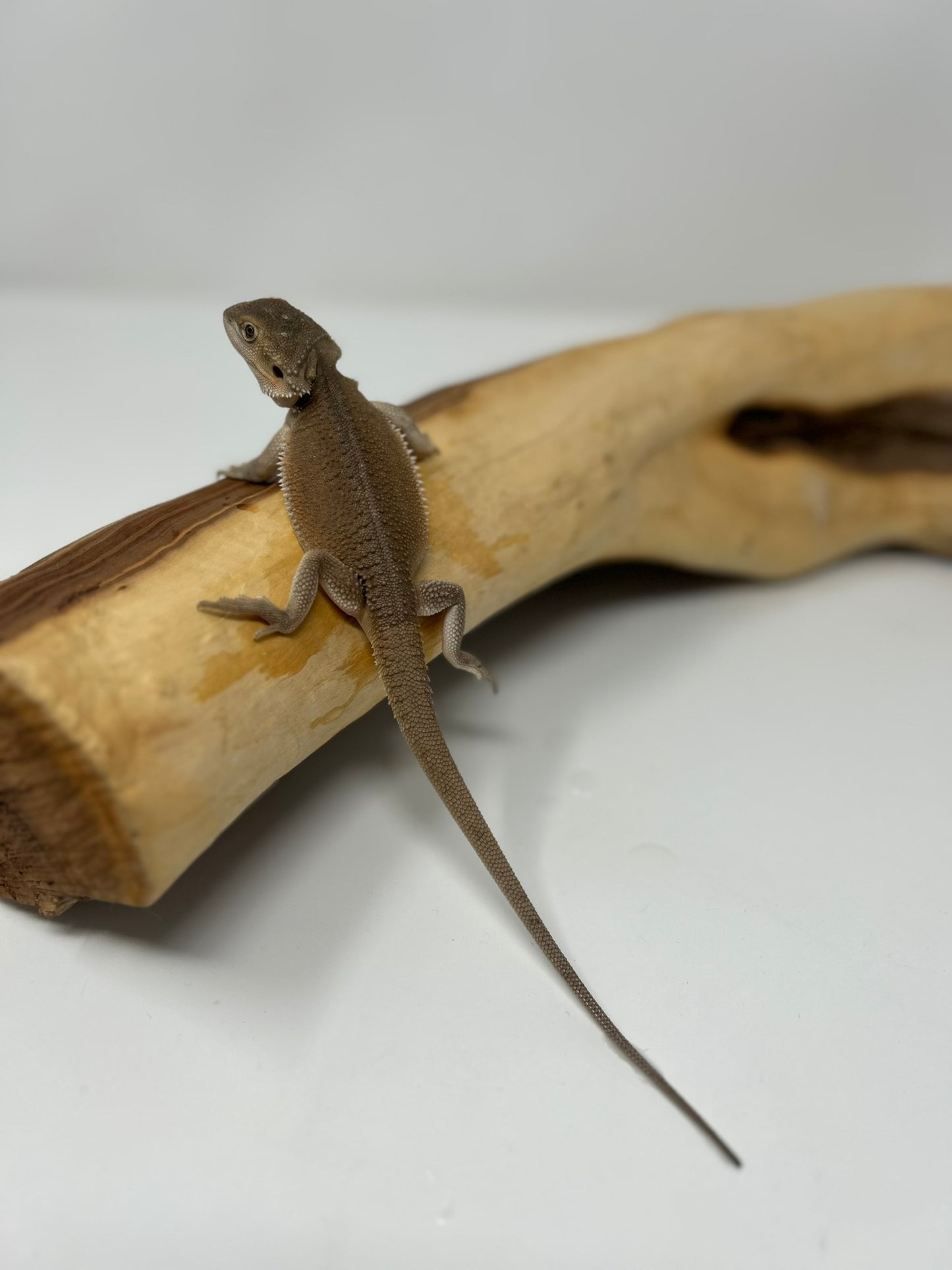 Onyx – Dragon Dex Witblit Juvenile Bearded Dragon