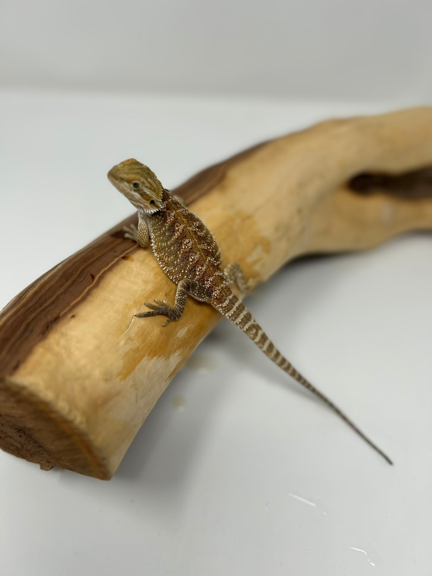 Heru – Beautiful Patterned Juvenile Bearded Dragon | 25% Red Monster | High Contrast | Ready Now