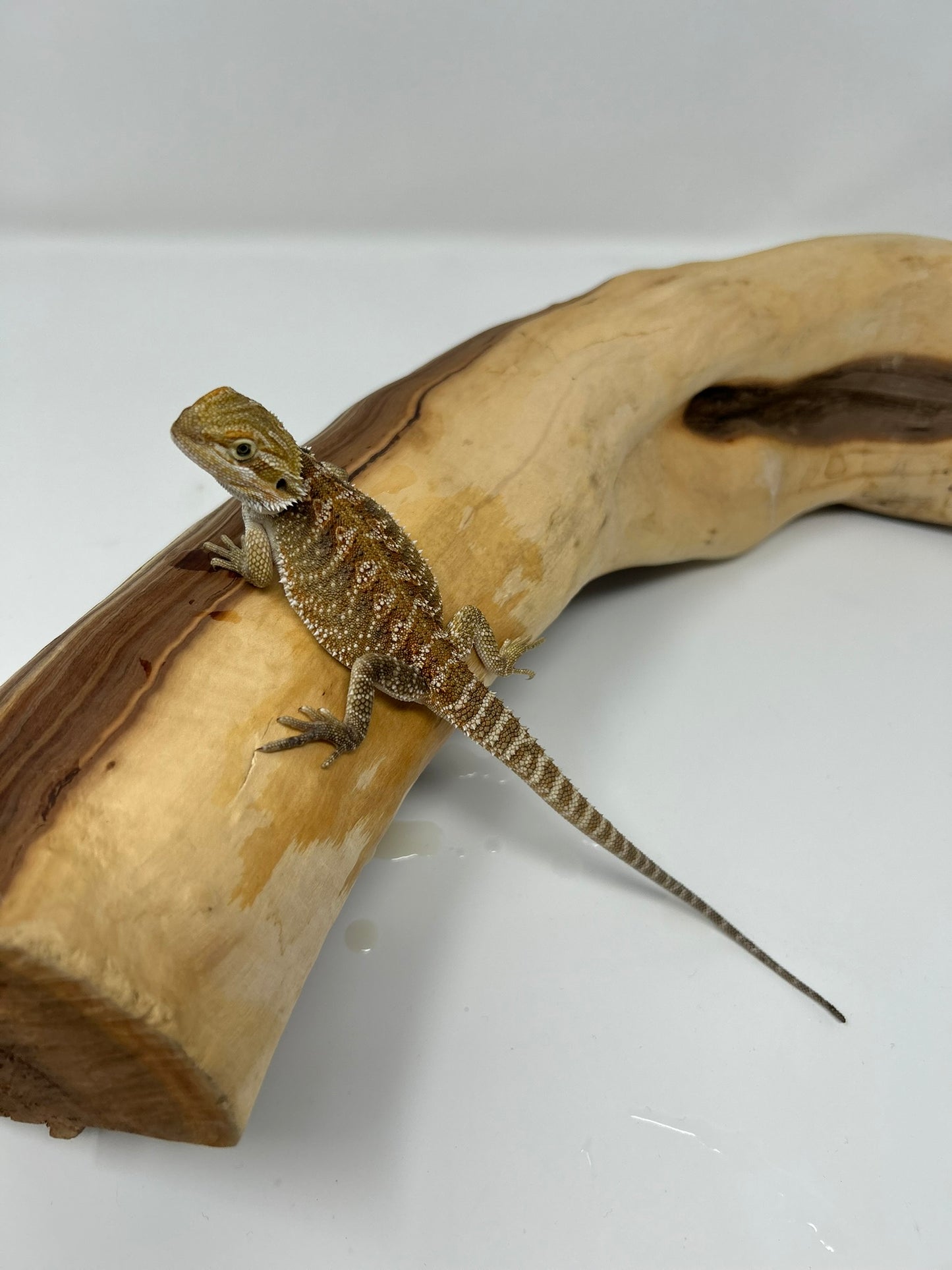 Heru – Beautiful Patterned Juvenile Bearded Dragon | 25% Red Monster | High Contrast | Ready Now