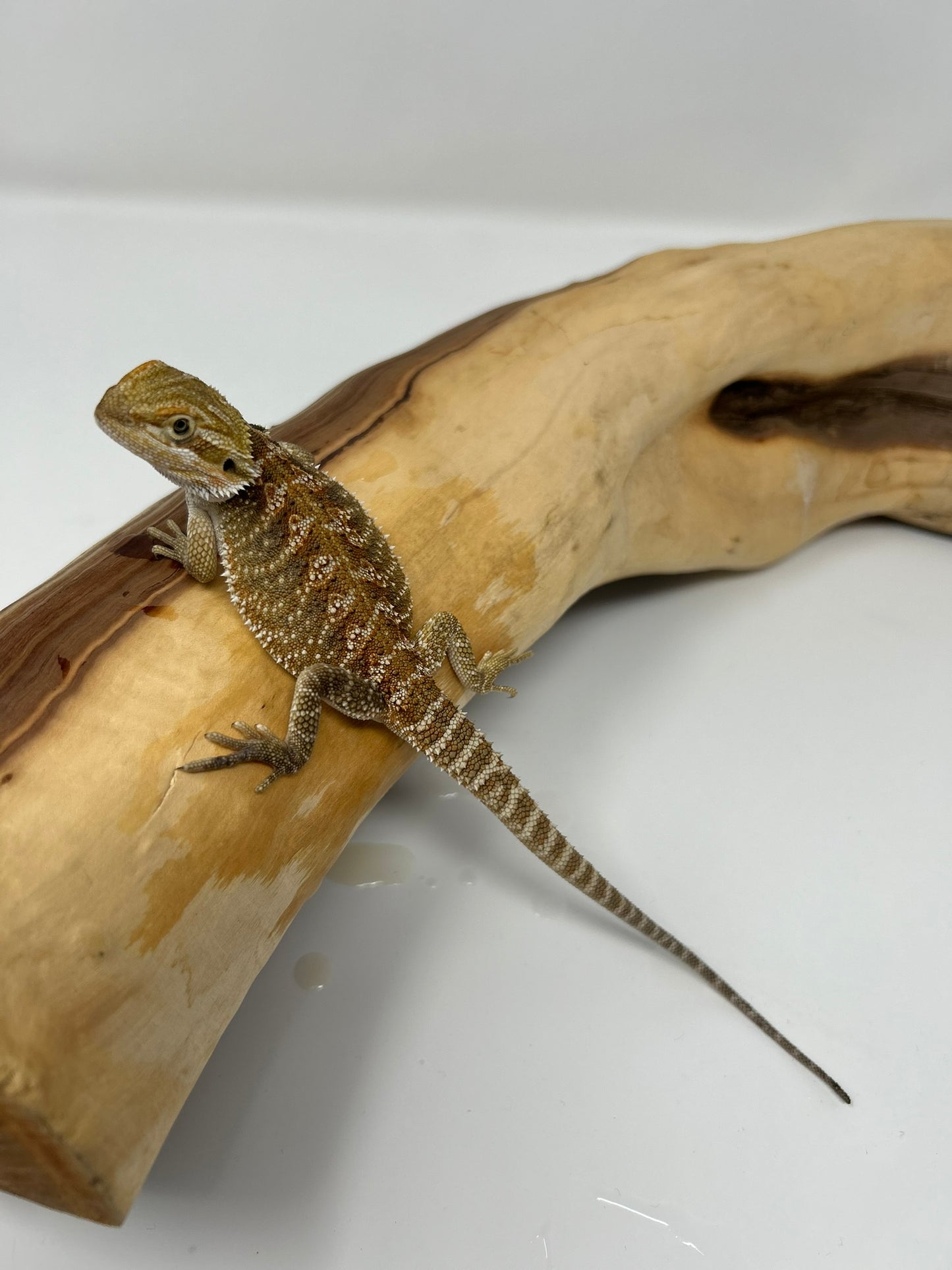 Heru – Beautiful Patterned Juvenile Bearded Dragon | 25% Red Monster | High Contrast | Ready Now