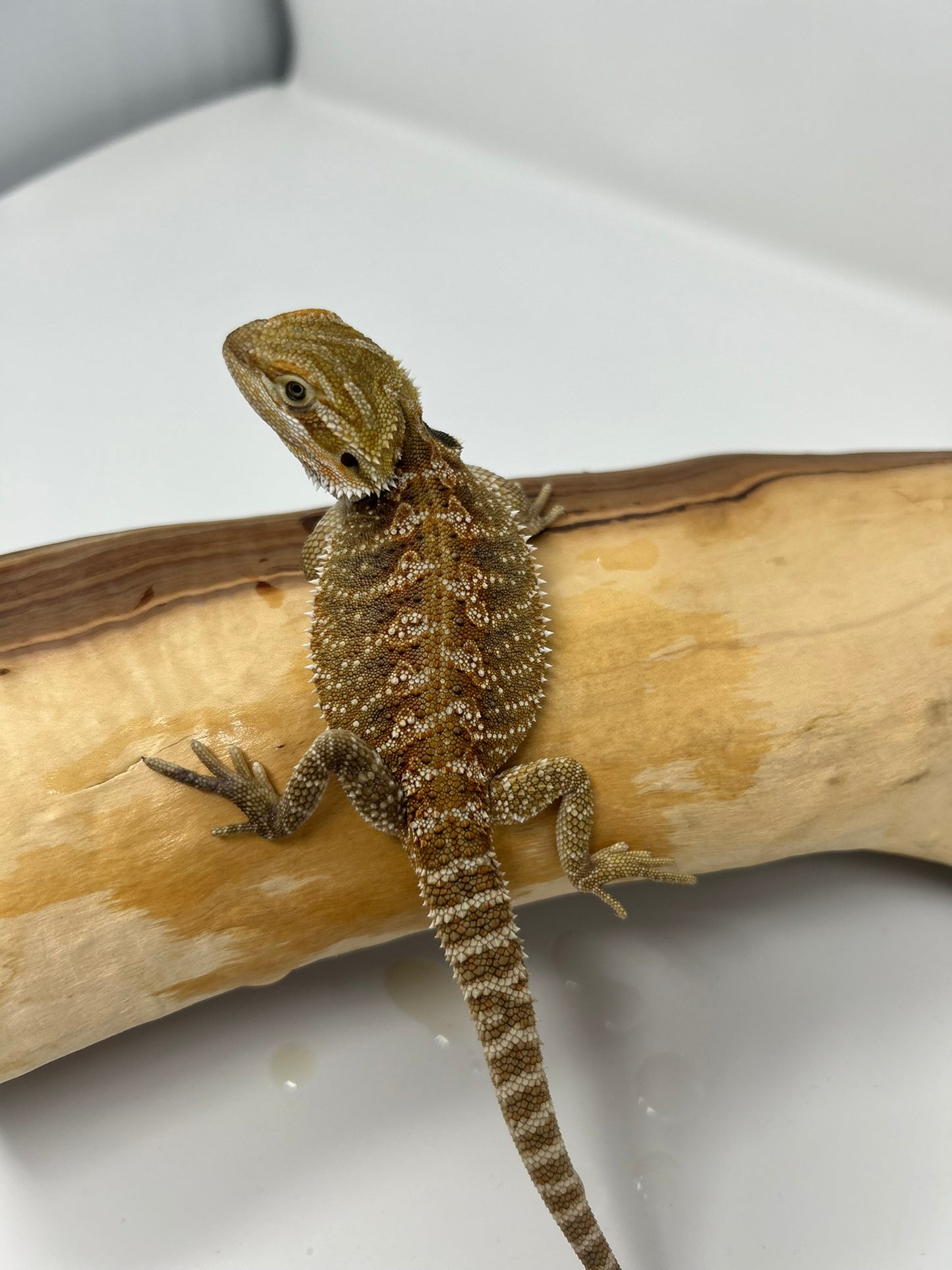 Heru – Beautiful Patterned Juvenile Bearded Dragon | 25% Red Monster | High Contrast | Ready Now