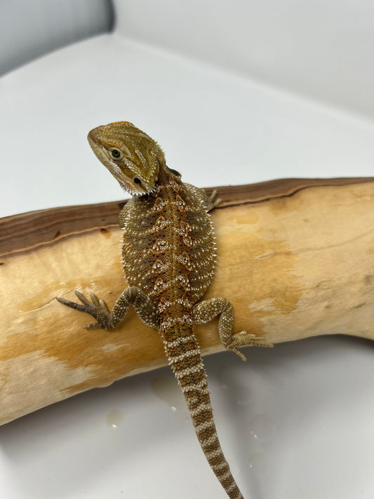 Heru – Beautiful Patterned Juvenile Bearded Dragon | 25% Red Monster | High Contrast | Ready Now