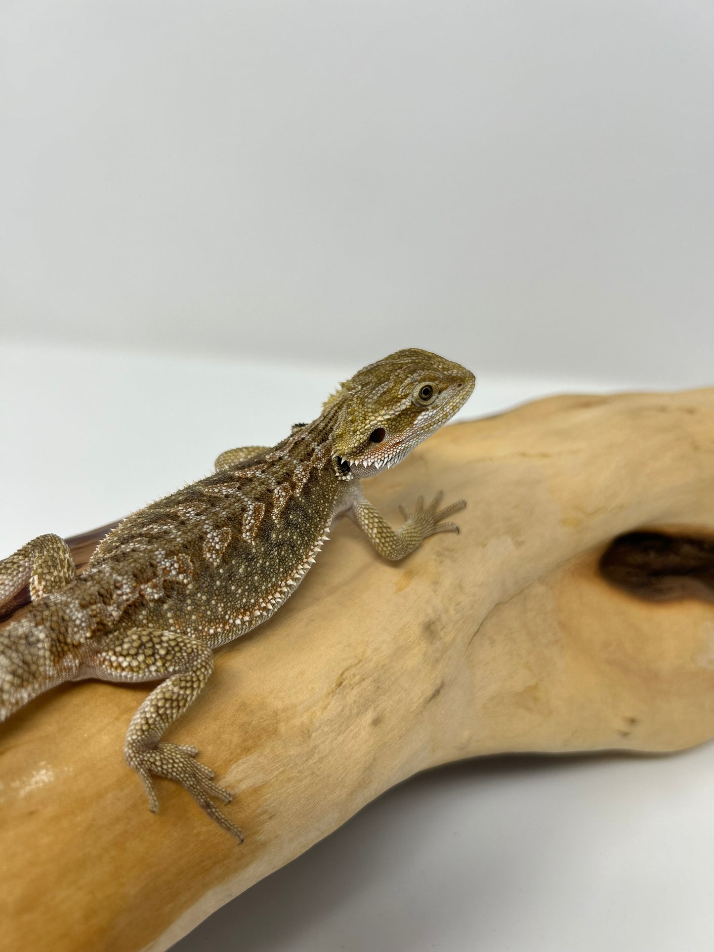 Havi – Dragon Dex Juvenile Bearded Dragon | Khy's Dragon Den