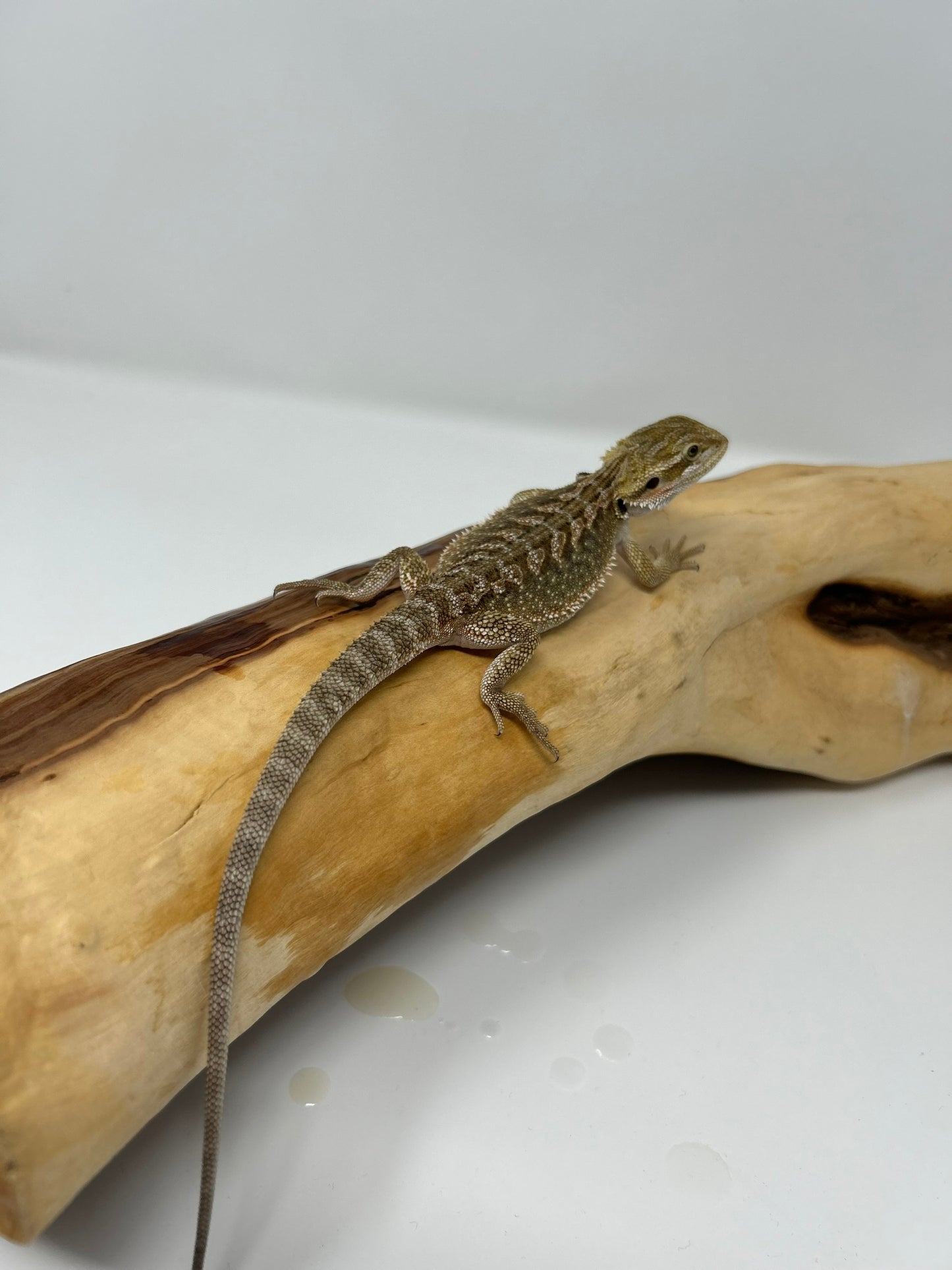 Havi – Dragon Dex Juvenile Bearded Dragon | Khy's Dragon Den