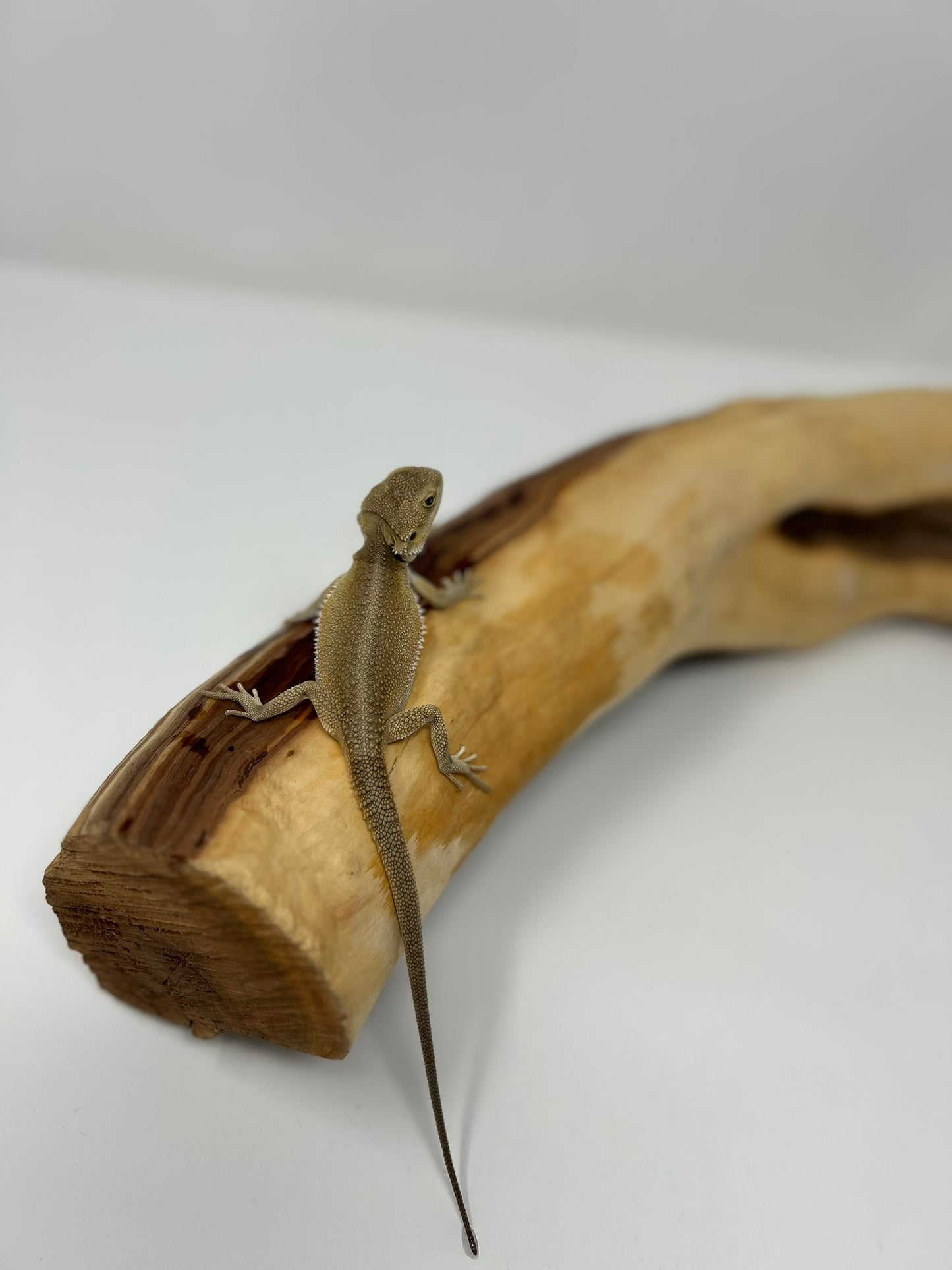 Vesper – Witblit- Juvenile Bearded Dragon | Clean Structure