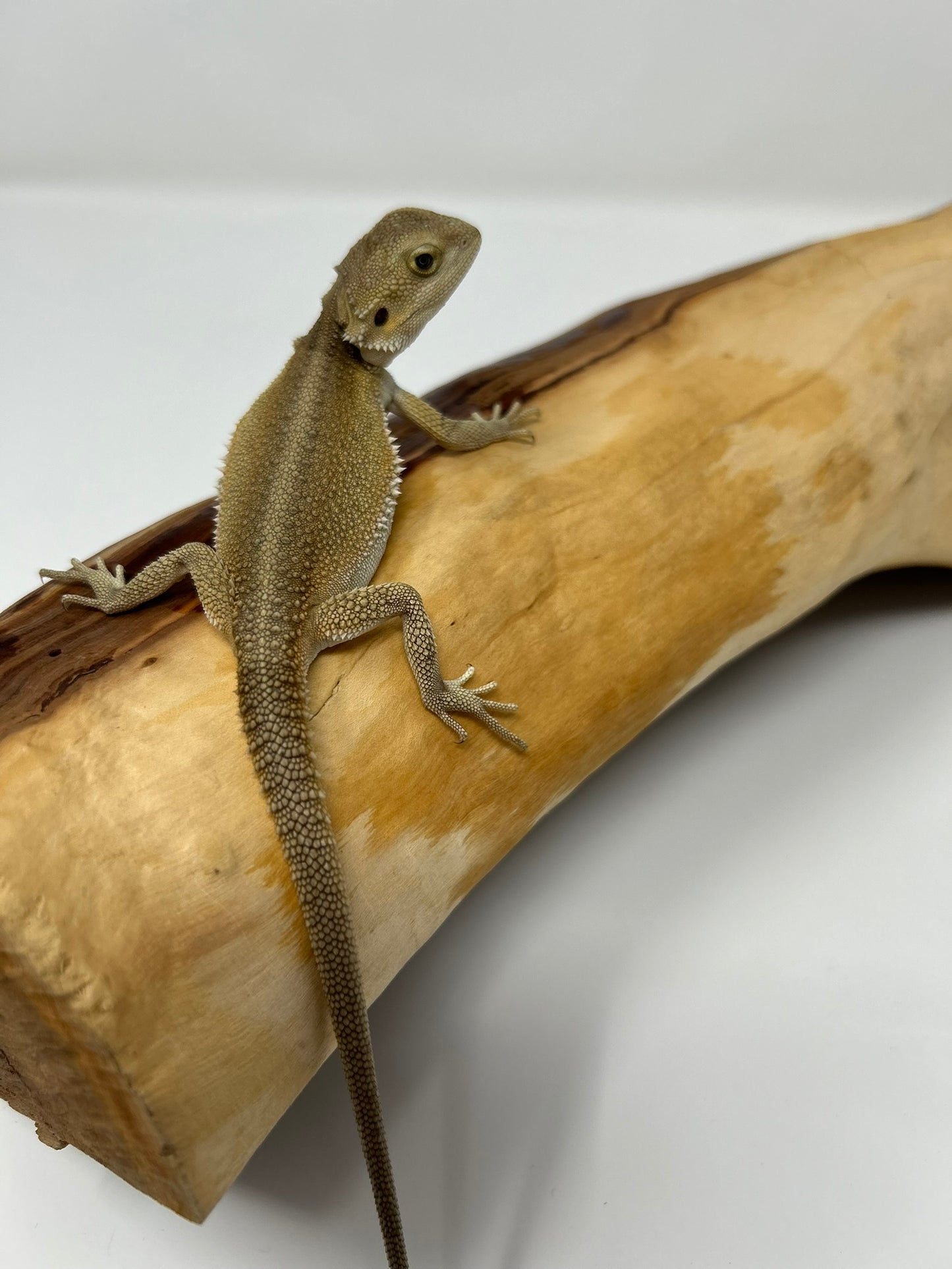 Vesper – Witblit- Juvenile Bearded Dragon | Clean Structure