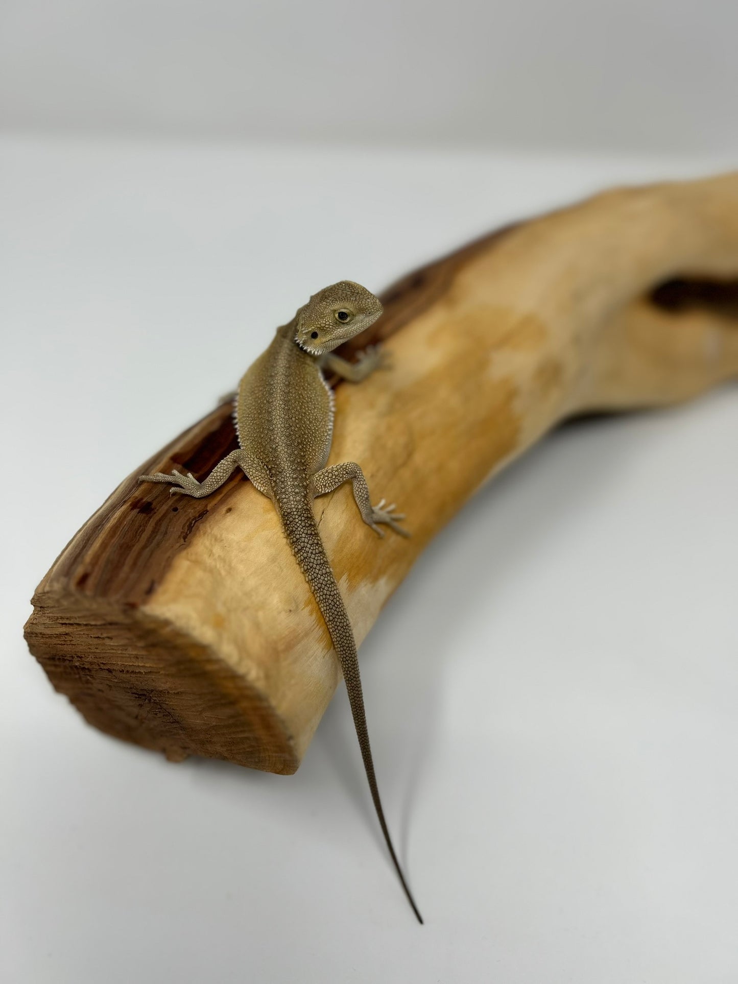 Vesper – Witblit- Juvenile Bearded Dragon | Clean Structure