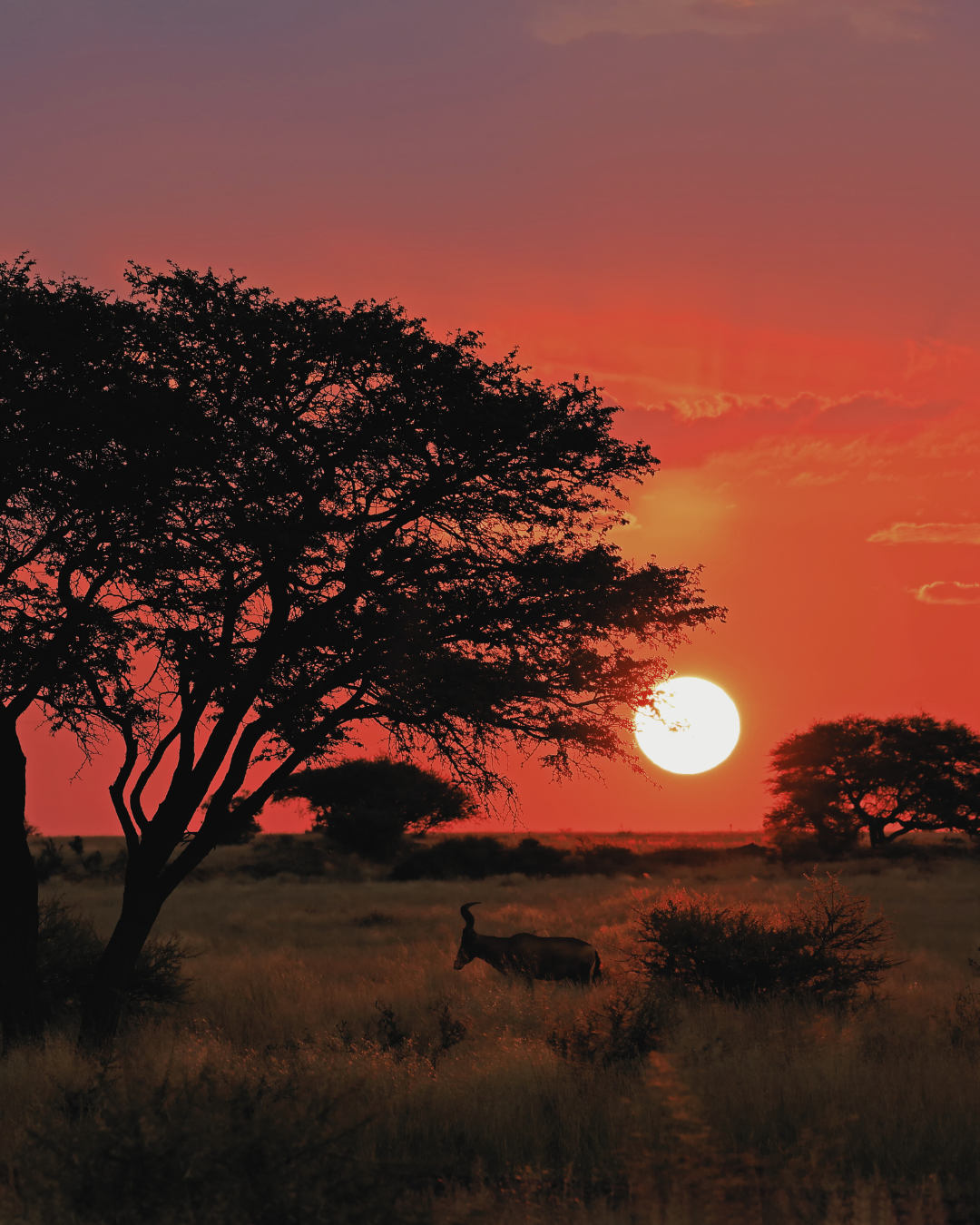 Poetic Senses Luxe Body Oils – Poetic Man – 8 oz